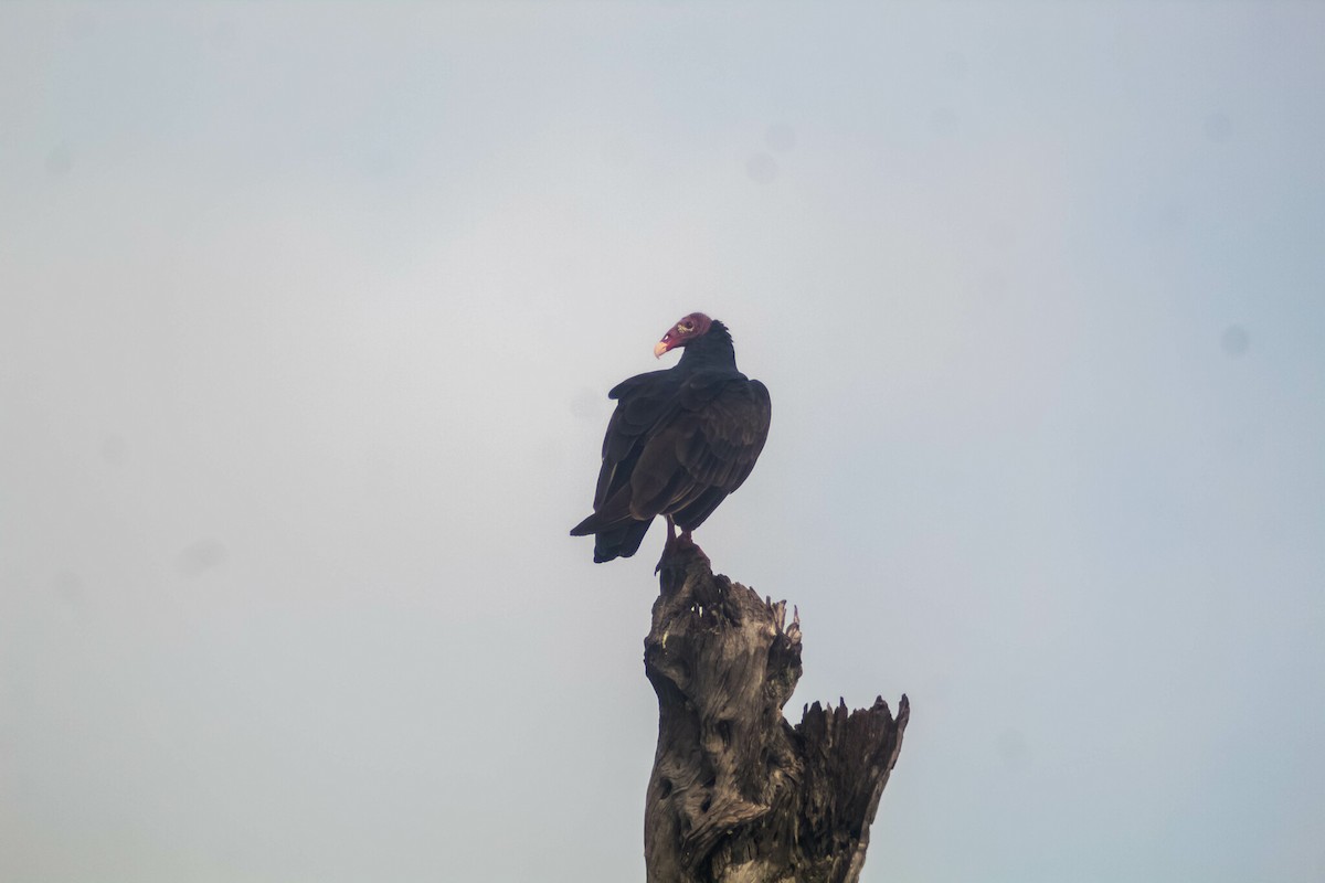 Turkey Vulture - Manuel de Jesus Hernandez Ancheita