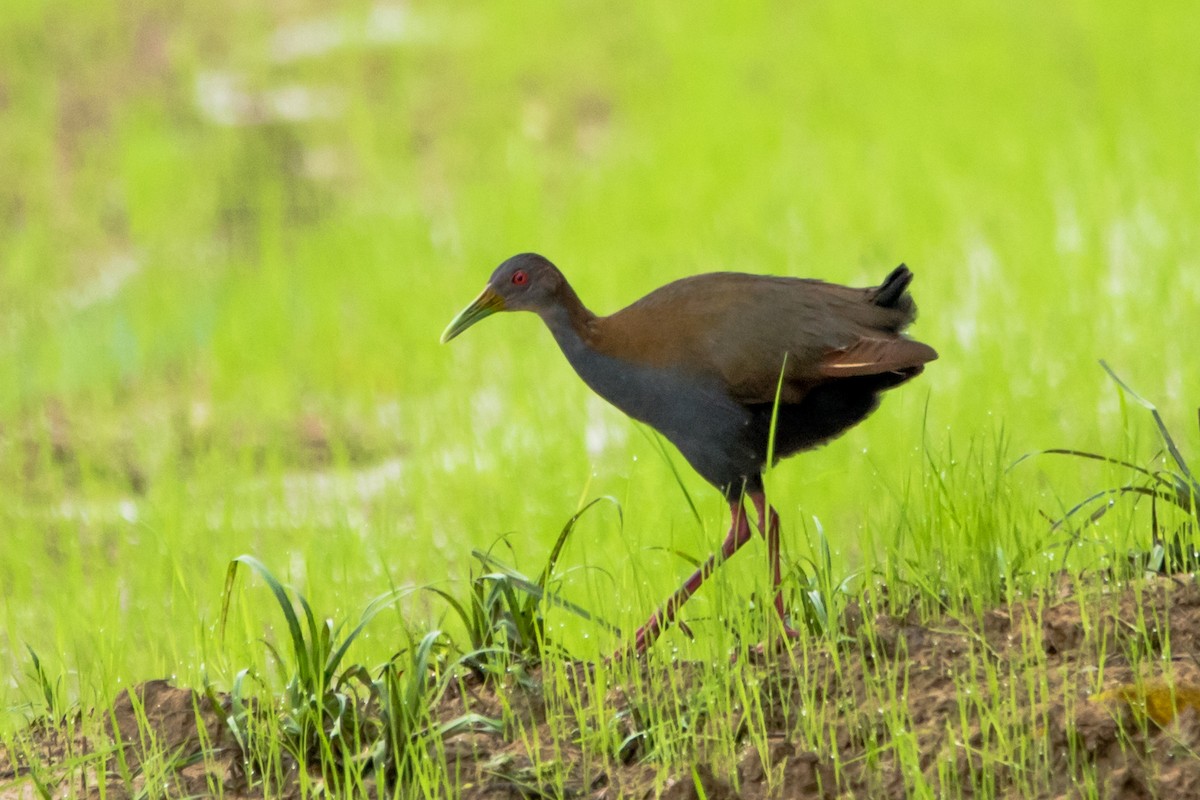 Slaty-breasted Wood-Rail - Luiz Anjos