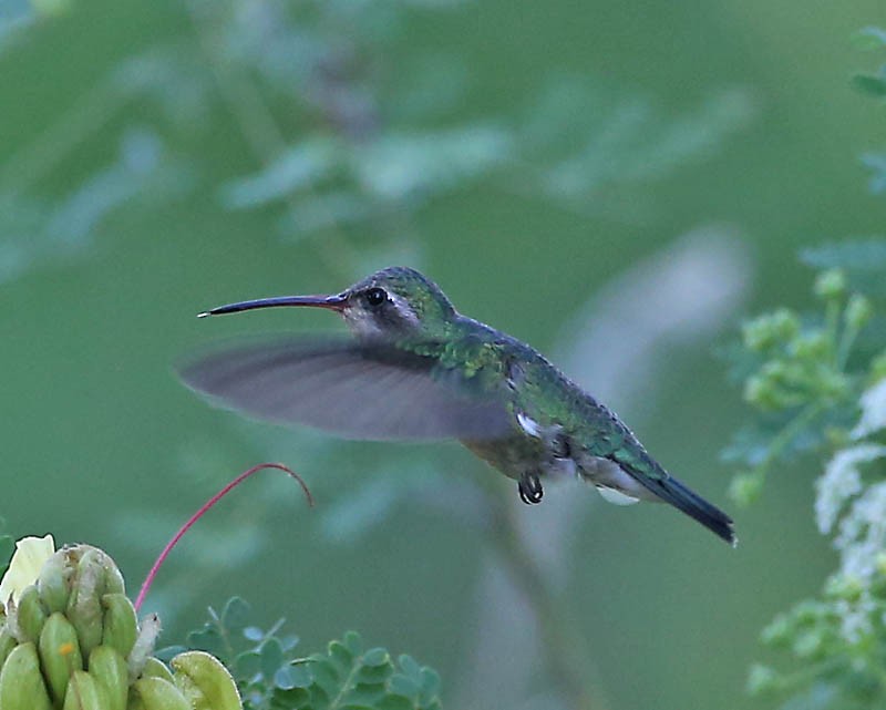 Broad-billed Hummingbird - Michael Walther