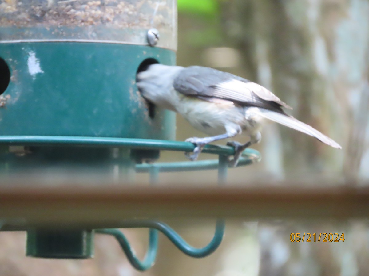 Tufted Titmouse - Susan Leake