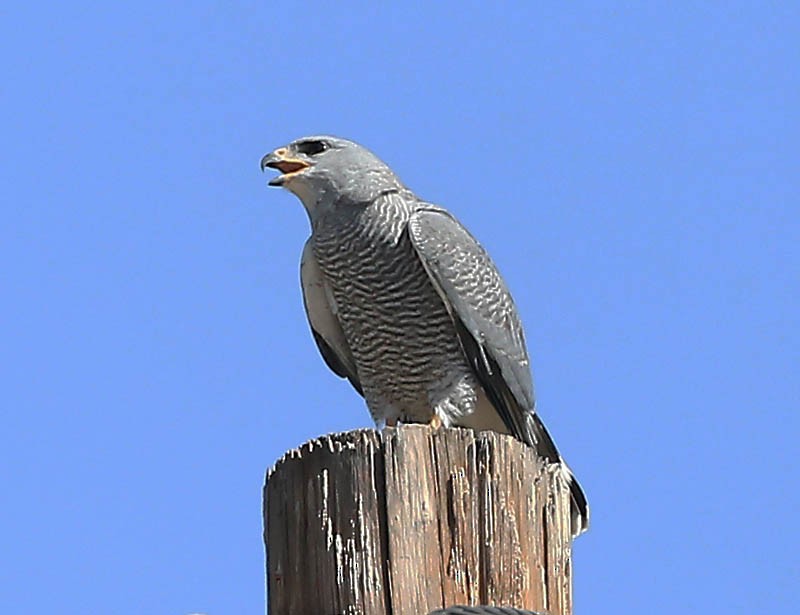 Gray Hawk - Michael Walther