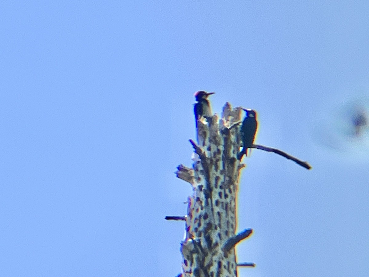 Acorn Woodpecker - Alex Crockett