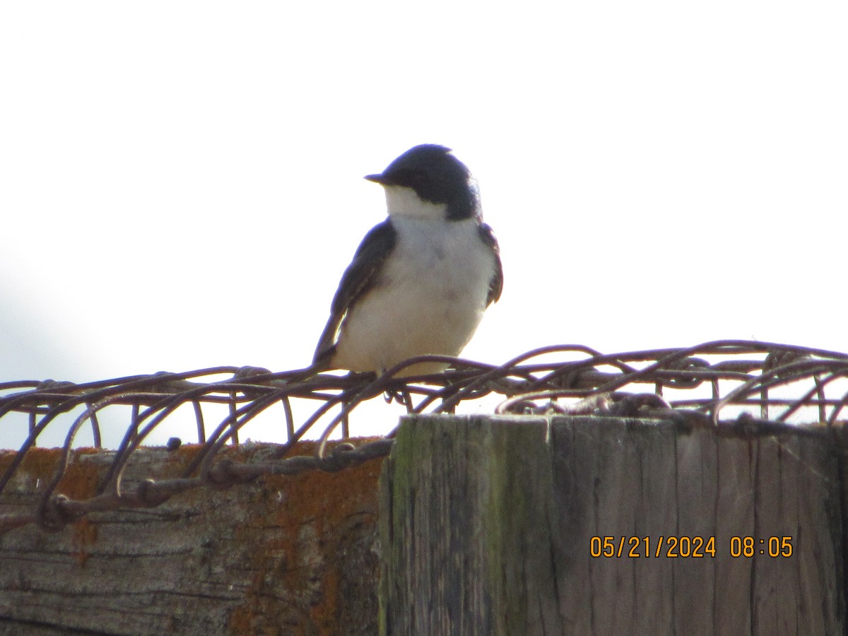 Tree Swallow - crdf bird