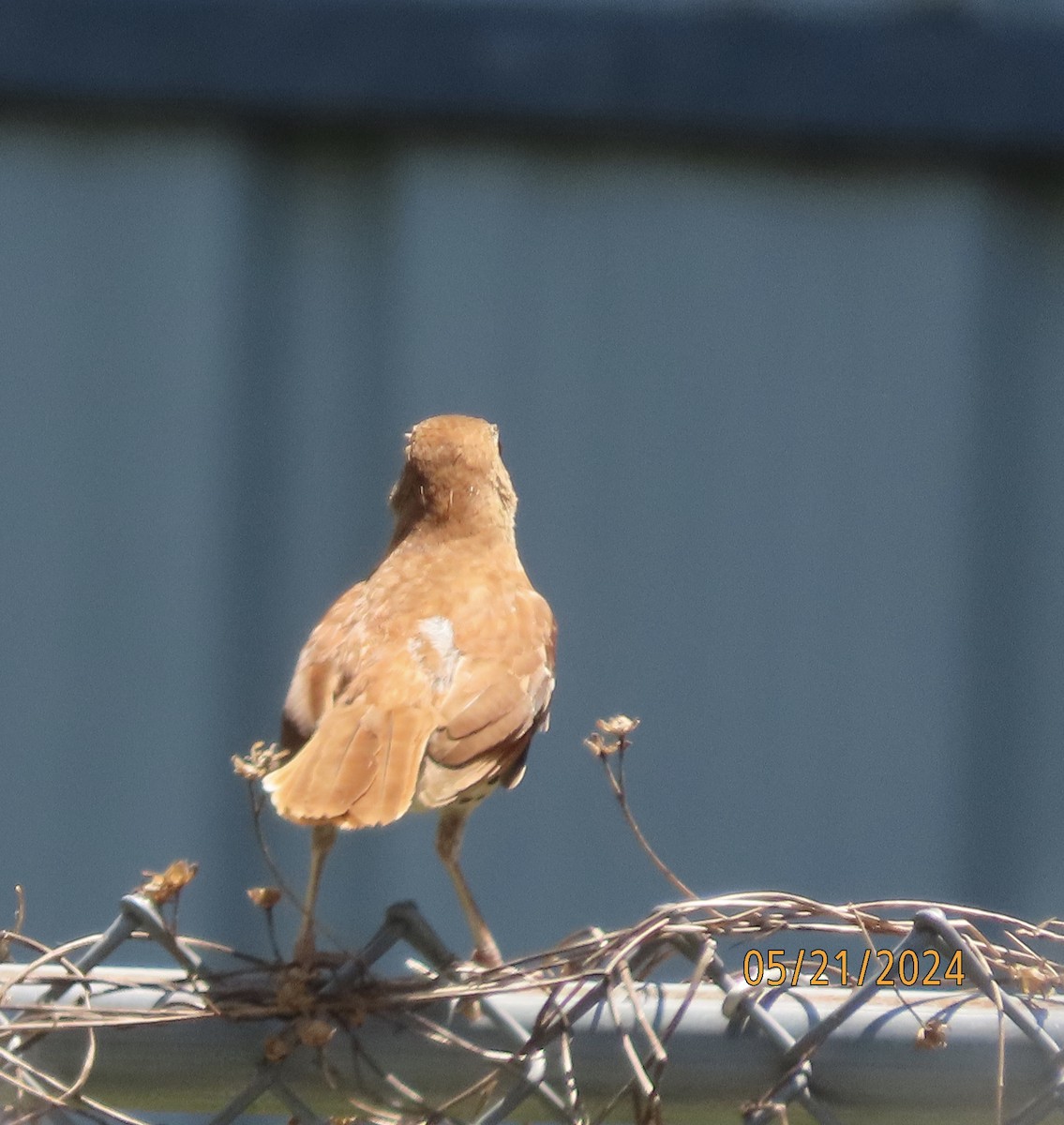 Brown Thrasher - Susan Leake