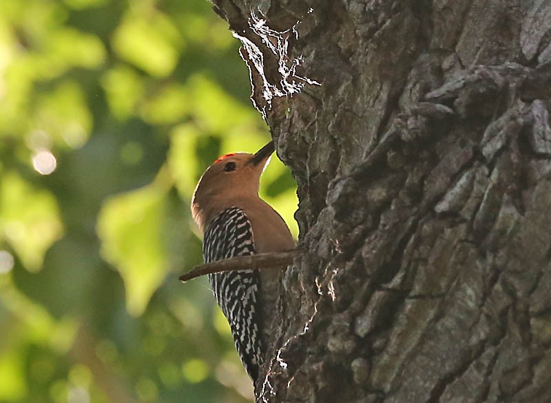 Gilaspecht - ML619403921