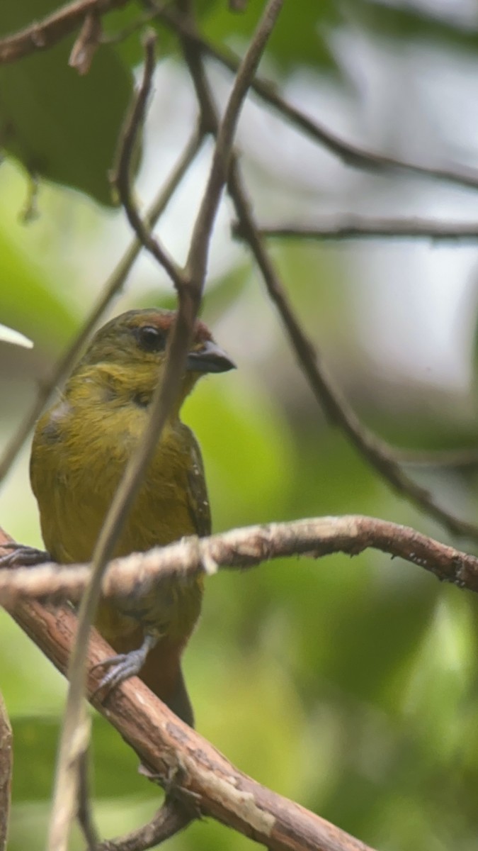 Olive-backed Euphonia - Luis Enrique Fernández Sánchez