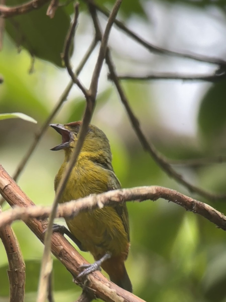 Olive-backed Euphonia - Luis Enrique Fernández Sánchez