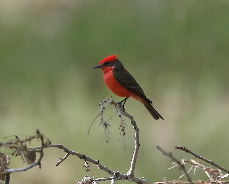 Vermilion Flycatcher - Michael Walther