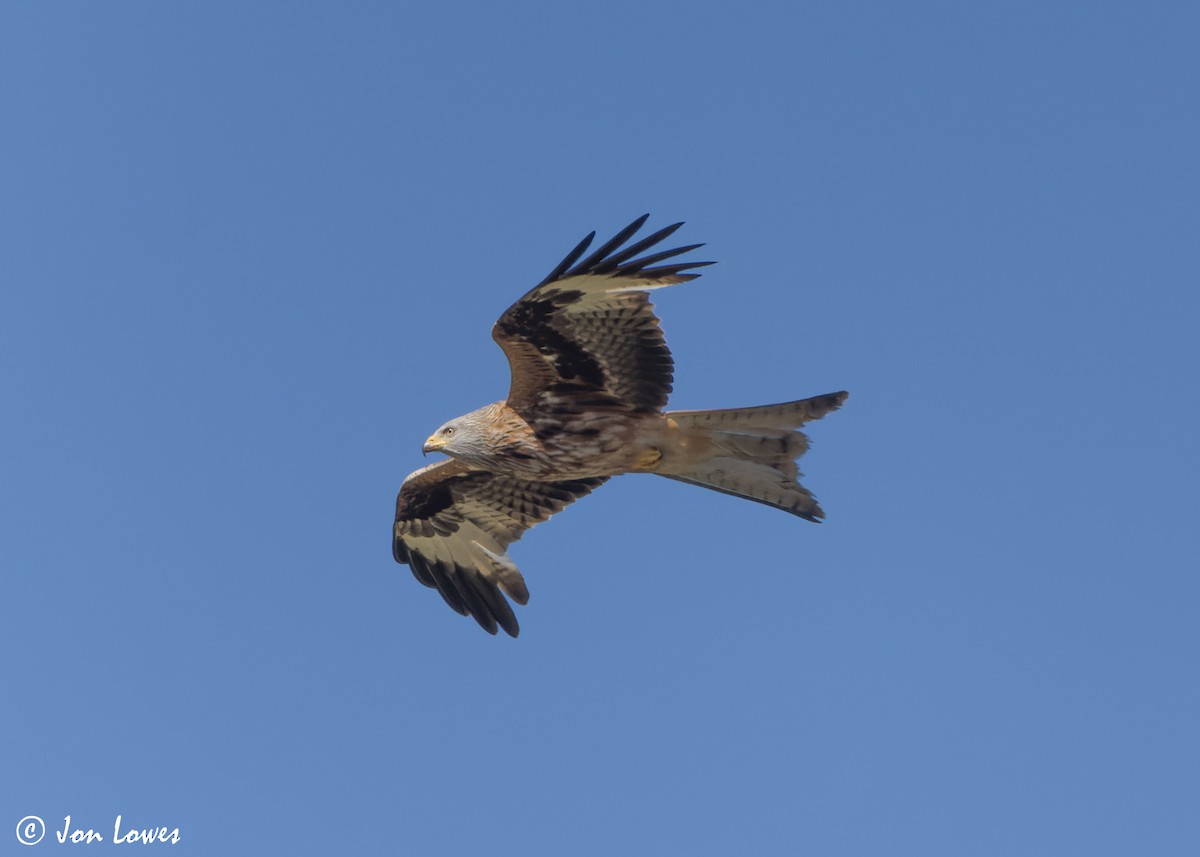 Red Kite (Red) - Jon Lowes