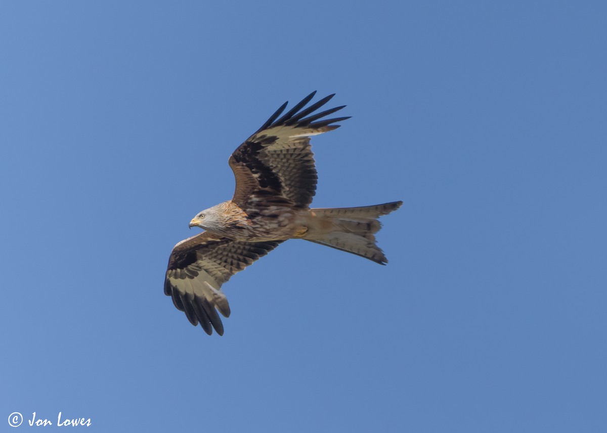 Red Kite (Red) - ML619403944