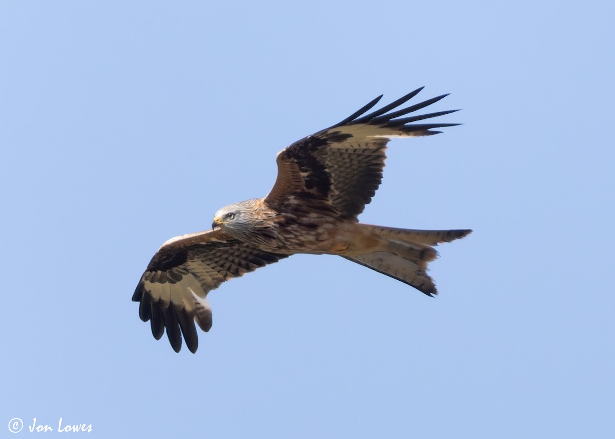 Red Kite (Red) - ML619403948