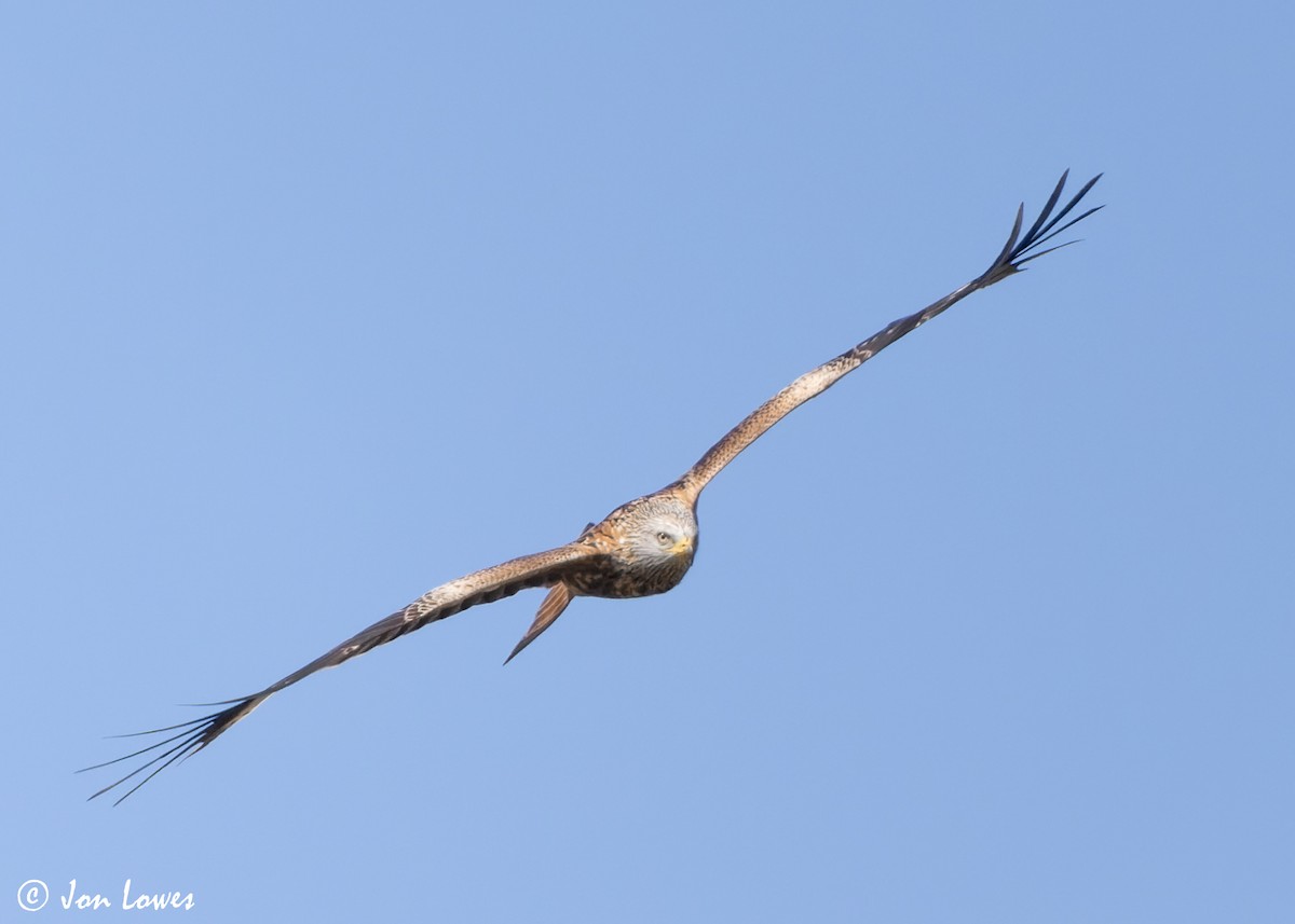 Red Kite (Red) - ML619403949