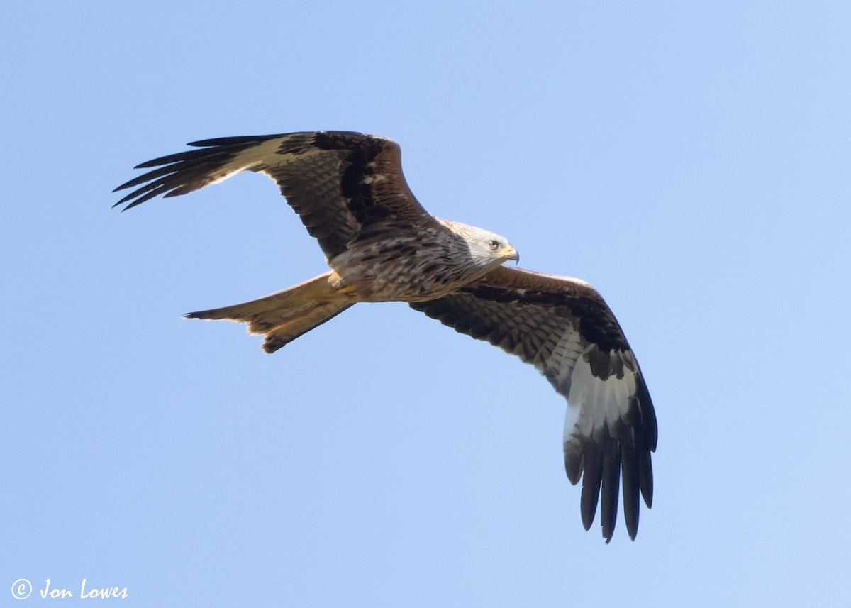 Red Kite (Red) - ML619403951