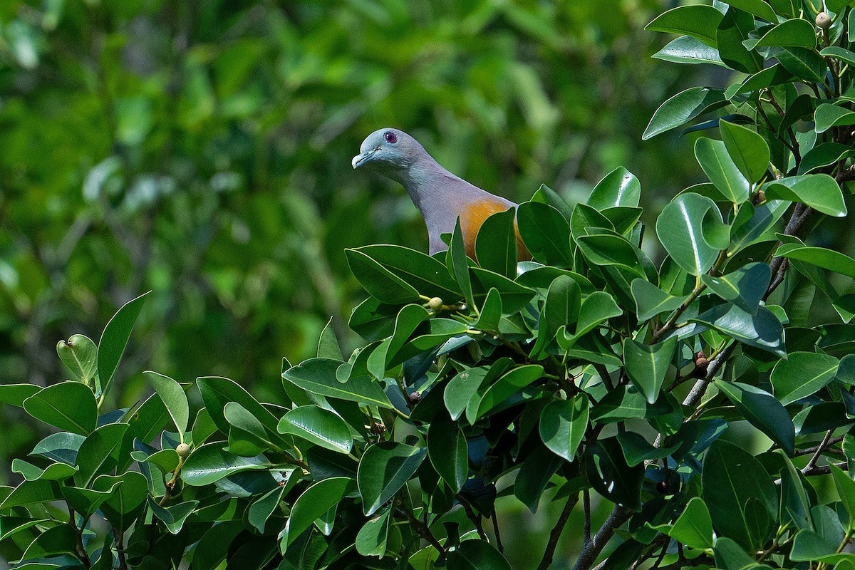 Pink-necked Green-Pigeon - Premala Arulampalam