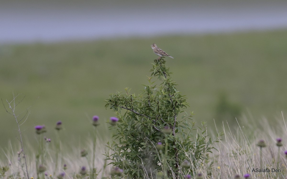 Eurasian Skylark - Fanis Theofanopoulos (ASalafa Deri)