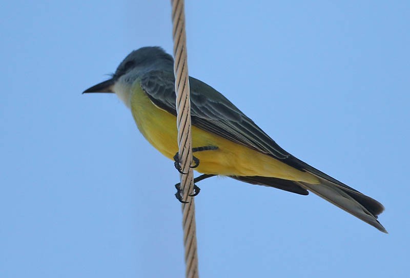 Tropical Kingbird - ML619403960