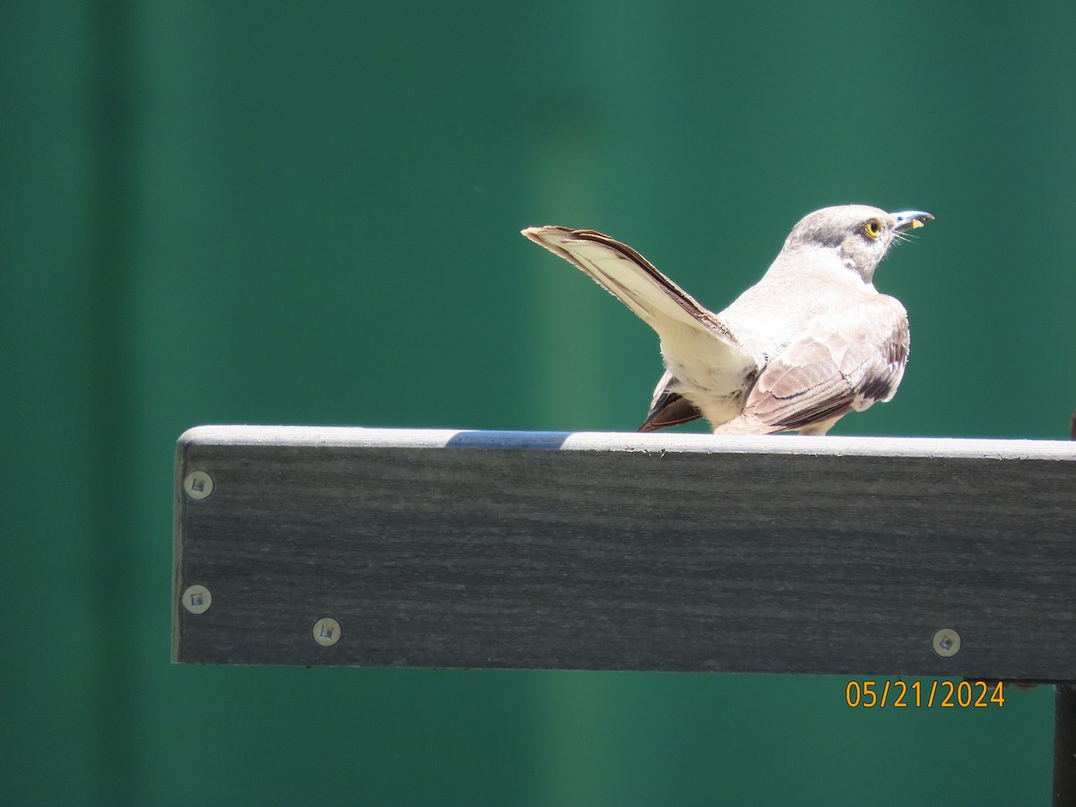 Northern Mockingbird - Susan Leake