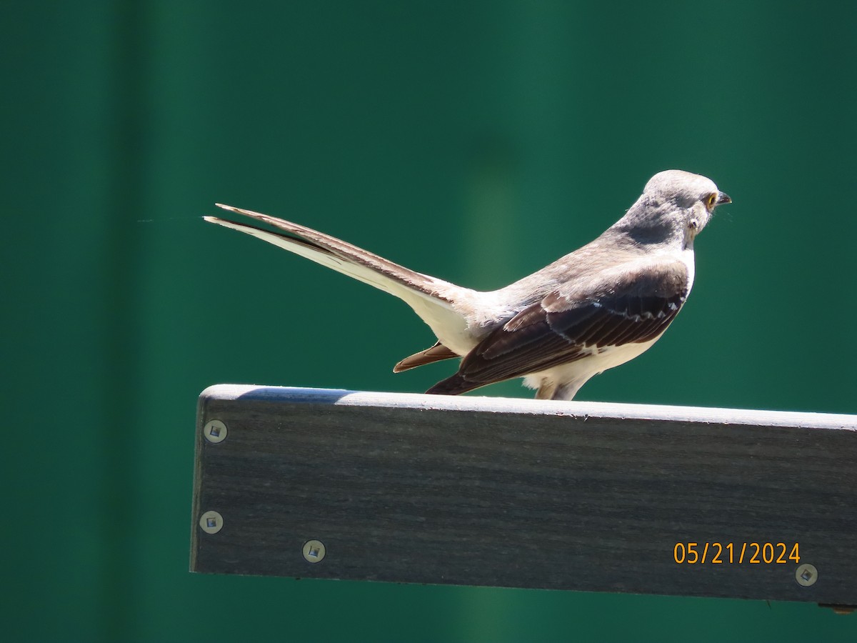 Northern Mockingbird - Susan Leake