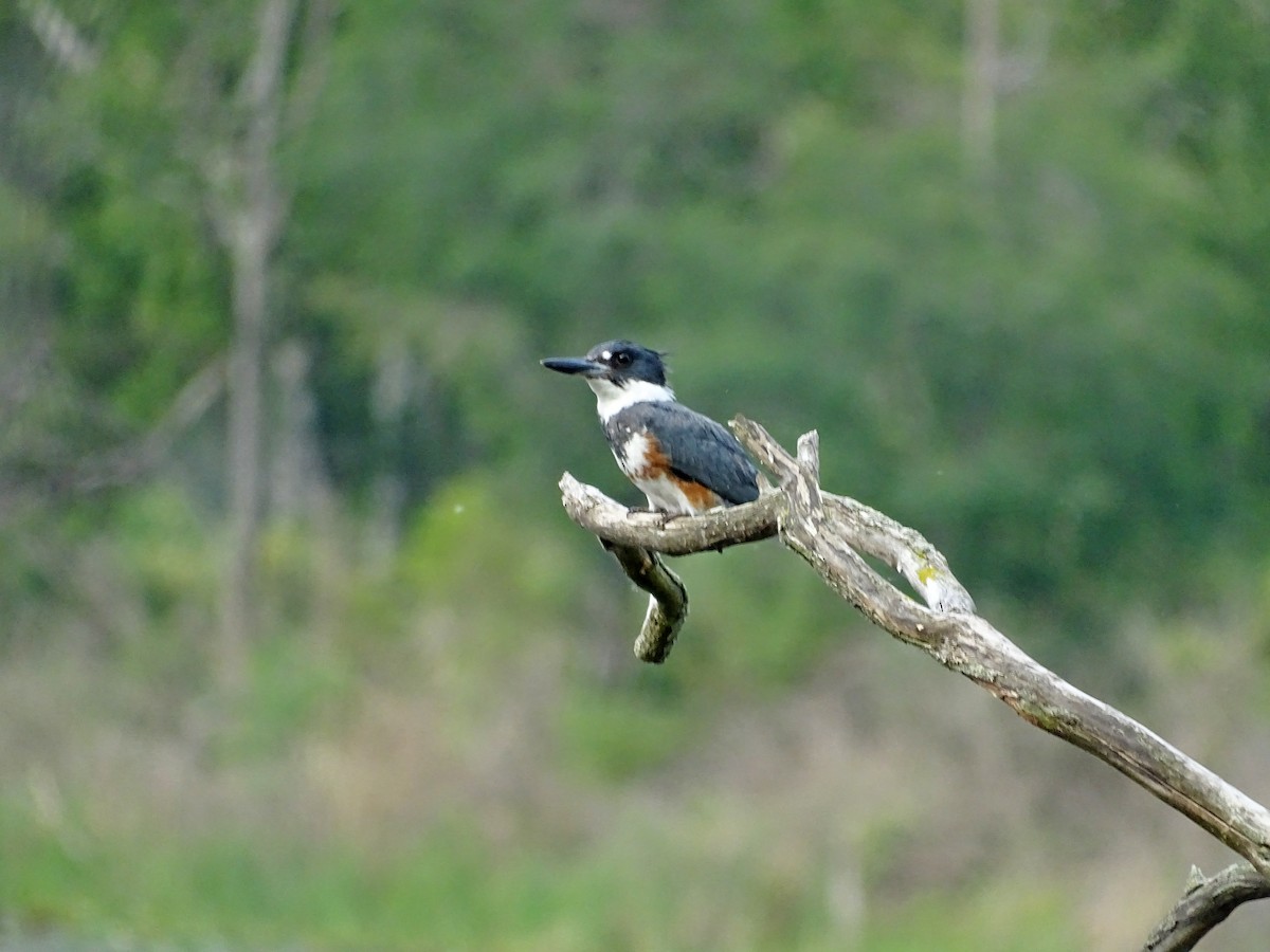 Belted Kingfisher - Rich  Rehrig