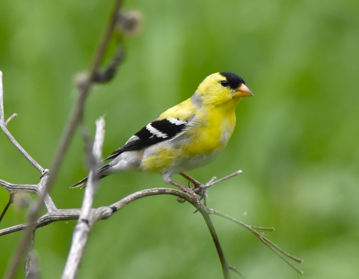 American Goldfinch - John Pratt
