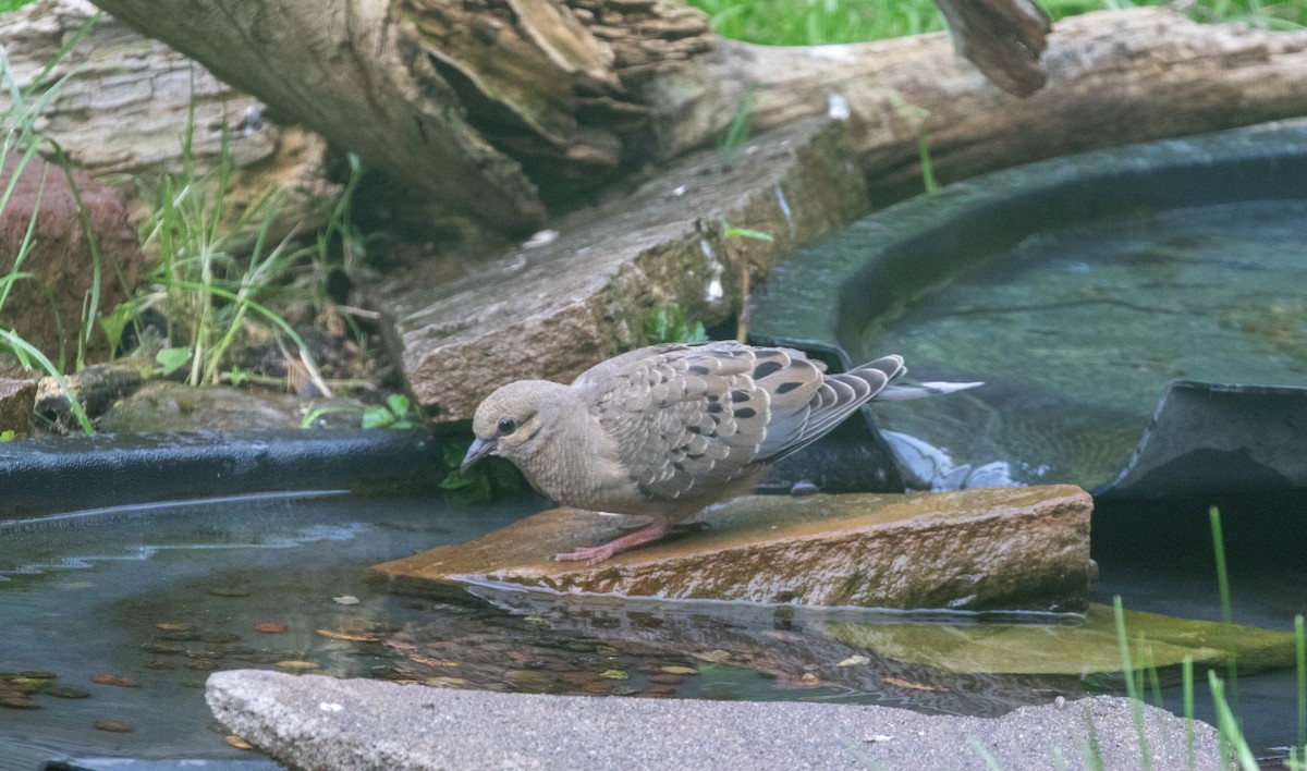 Mourning Dove - Jill S. A