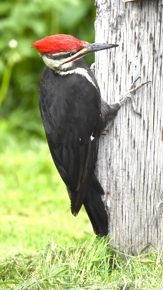Pileated Woodpecker - John Pratt