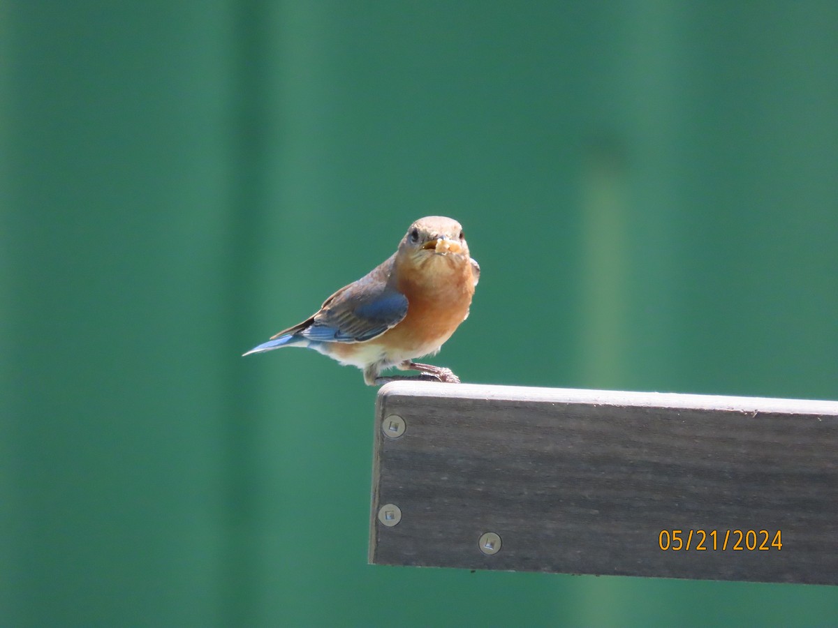 Eastern Bluebird - Susan Leake