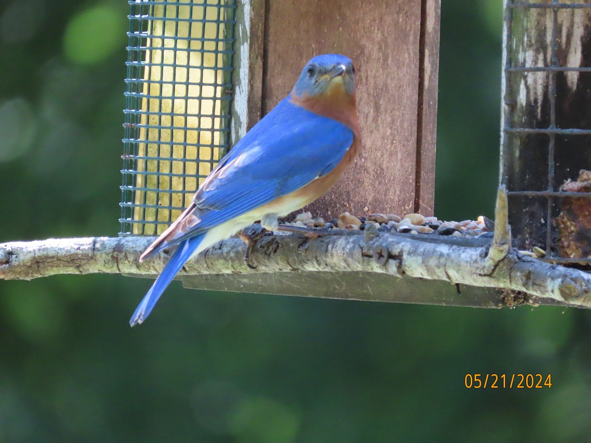 Eastern Bluebird - Susan Leake