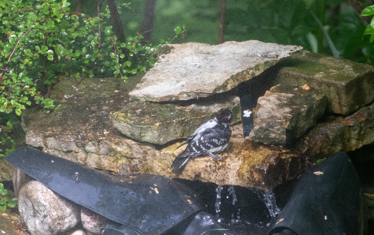 Downy Woodpecker - Jill S. A