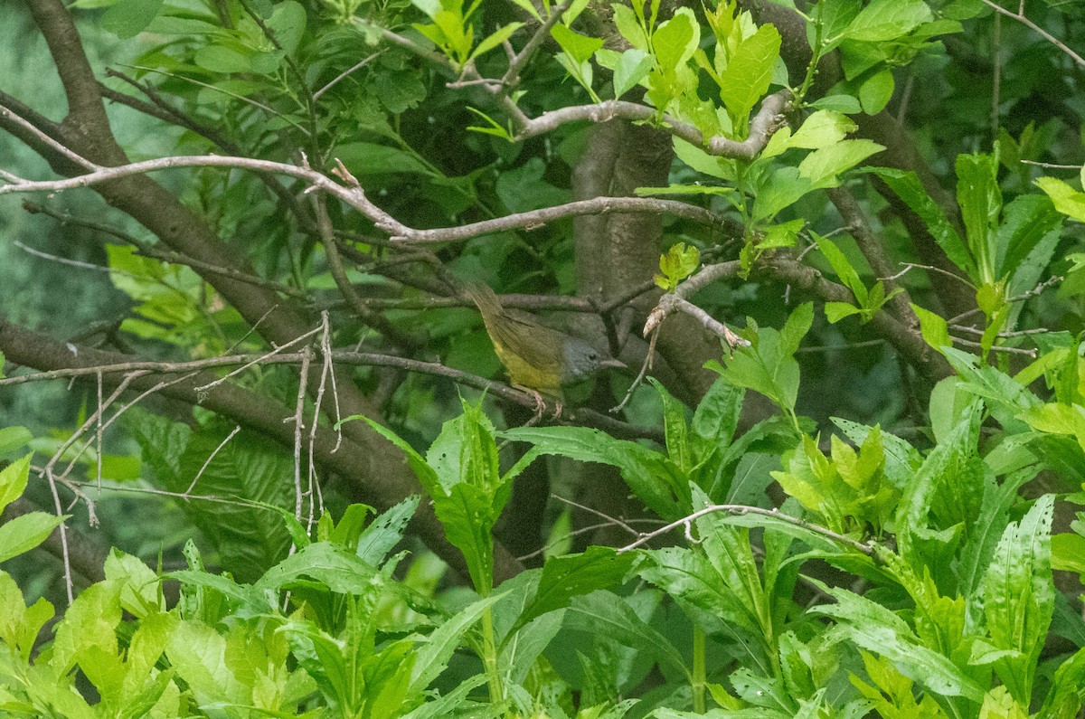 Mourning Warbler - Jill S. A