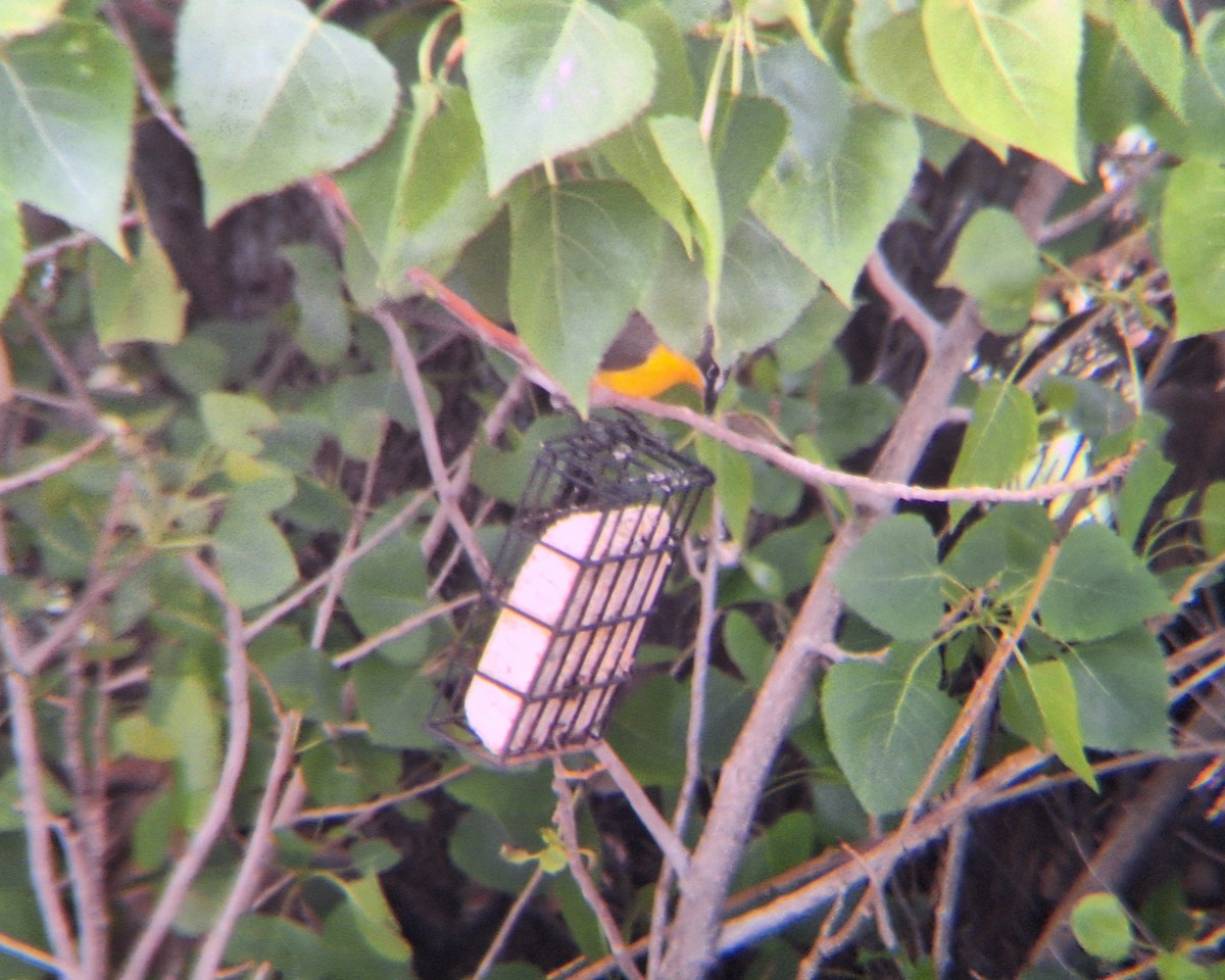 Yellow-breasted Chat - ML619404012