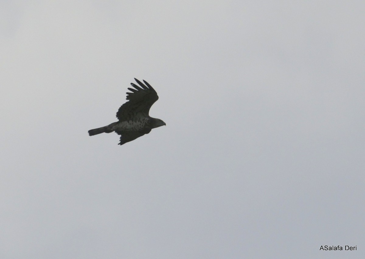 Short-toed Snake-Eagle - Fanis Theofanopoulos (ASalafa Deri)