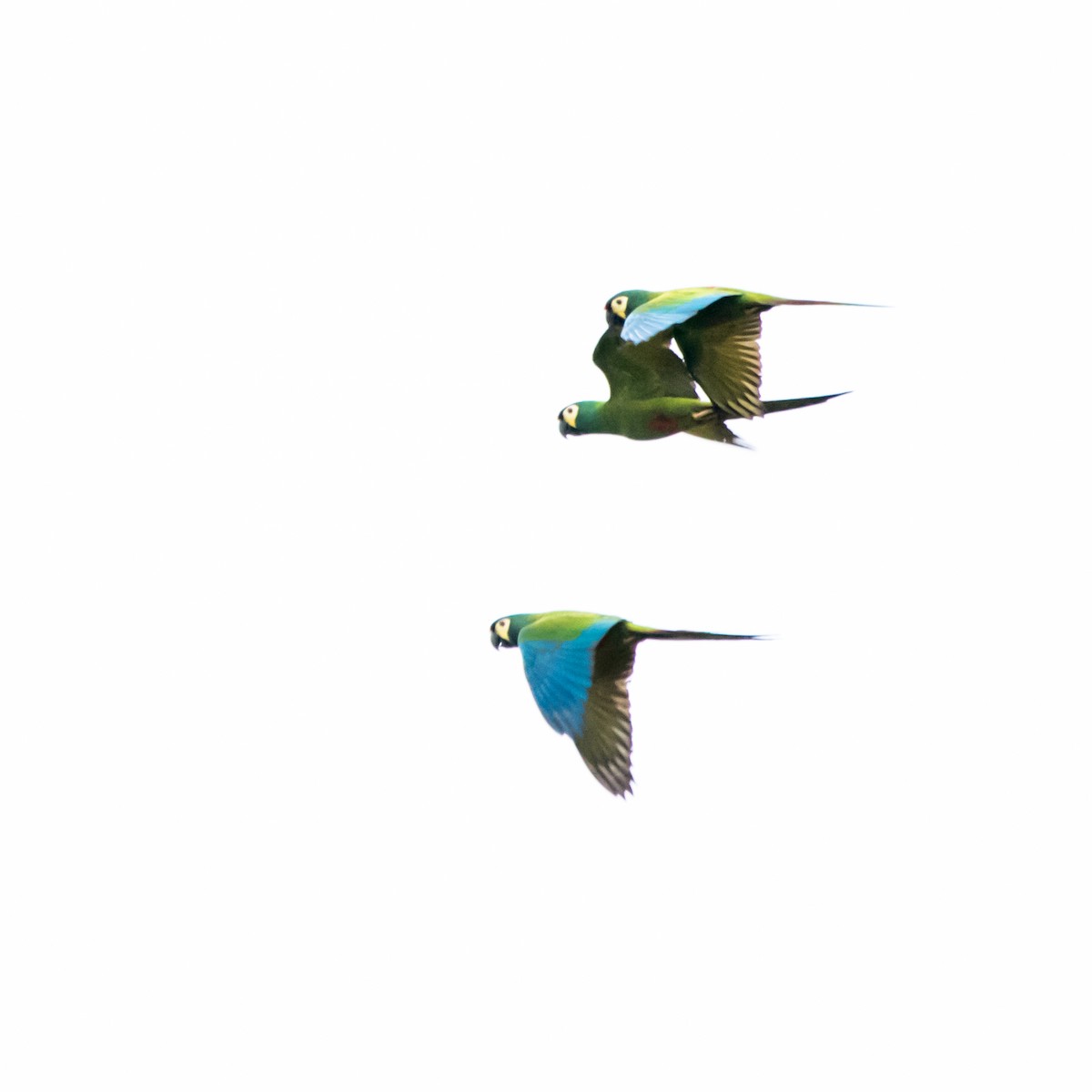 Blue-winged Macaw - ML619404022