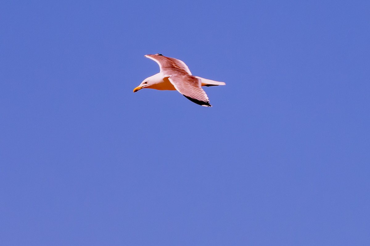 Yellow-legged Gull - lucien ABAH