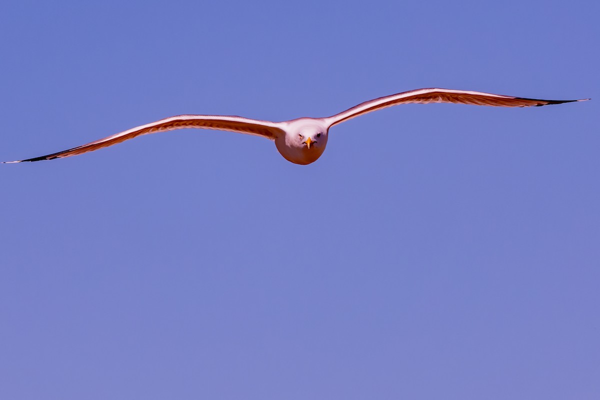 Yellow-legged Gull - lucien ABAH