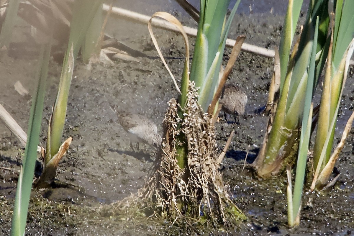 Temminck's Stint - Elena Popova