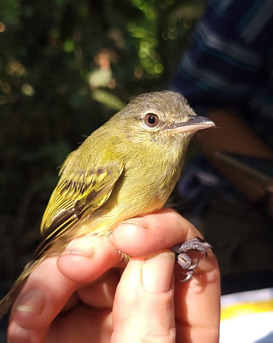 Olive-faced Flatbill - ML619404033