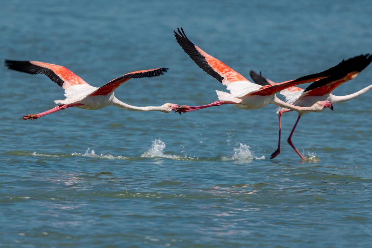 Greater Flamingo - lucien ABAH