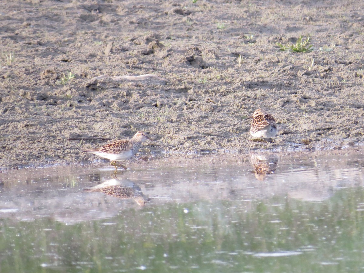 Pectoral Sandpiper - Craig Sandvig