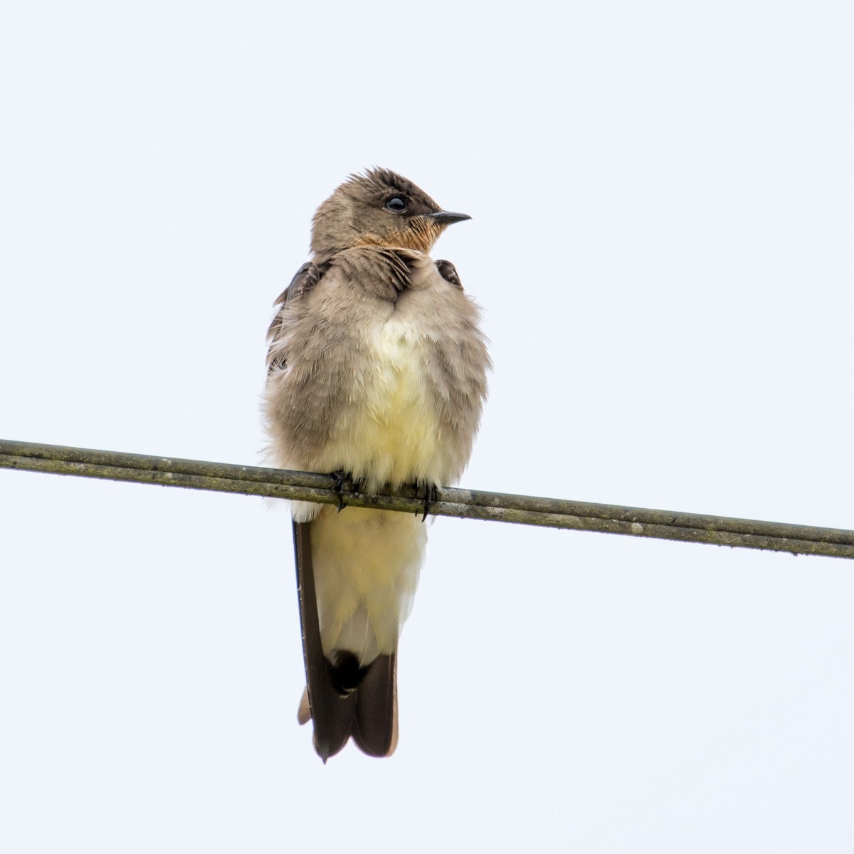 Southern Rough-winged Swallow - Luiz Anjos