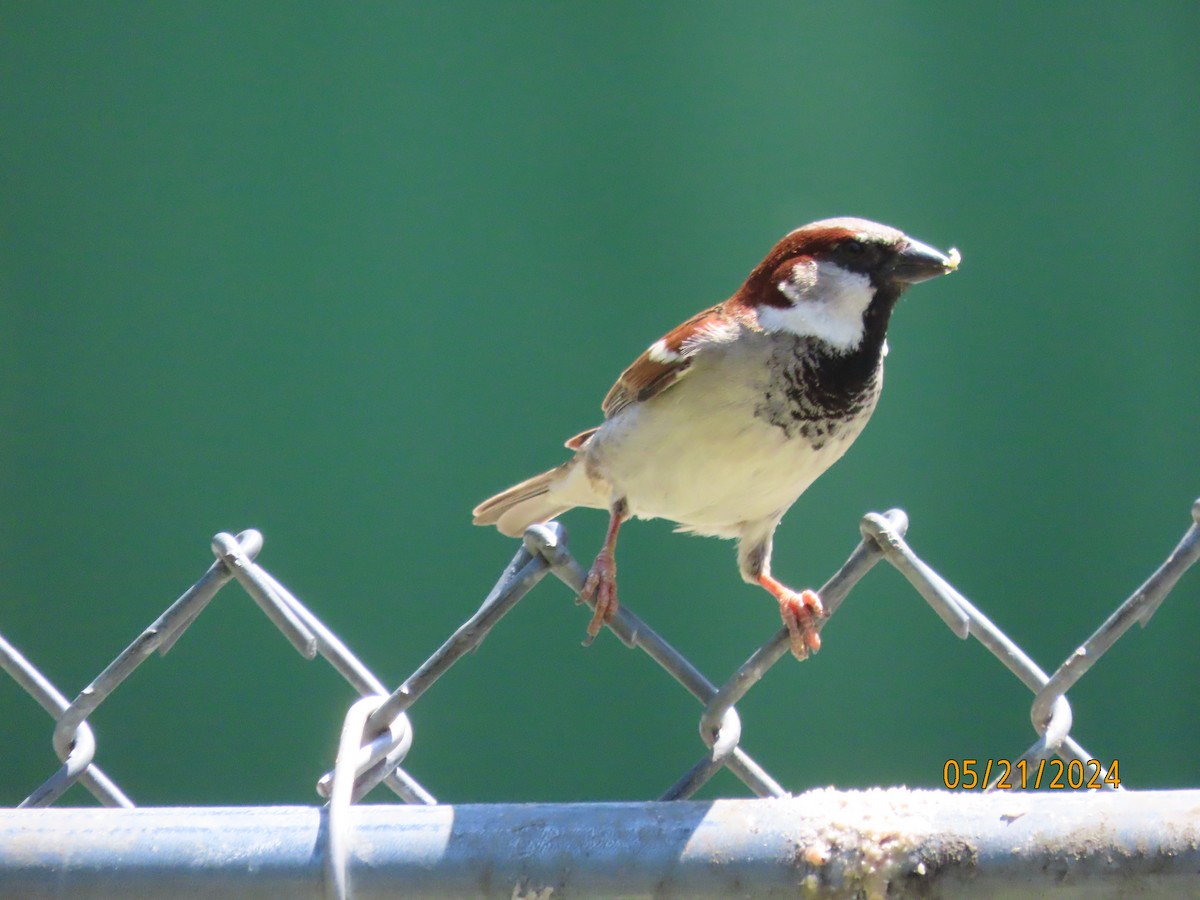 House Sparrow - Susan Leake