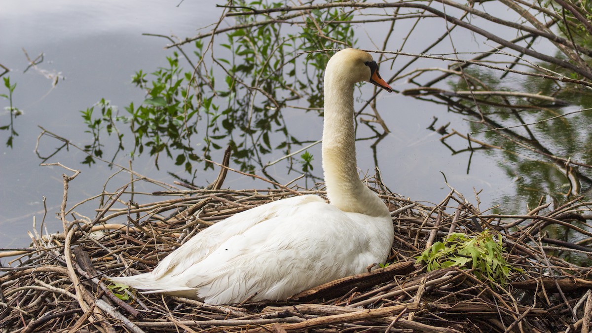 Mute Swan - Brian Iadipaolo