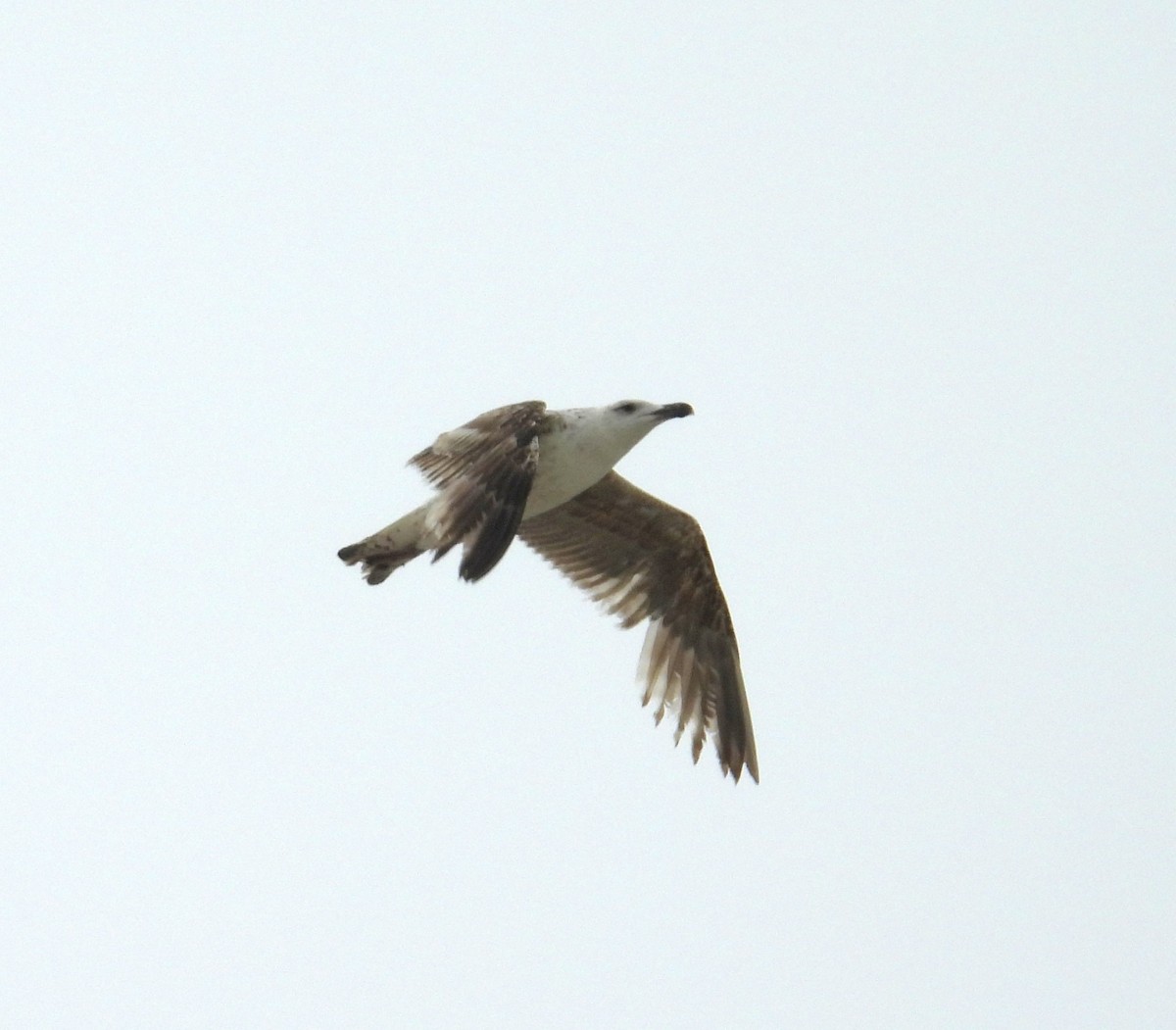 Great Black-backed Gull - Kimberly Snaric