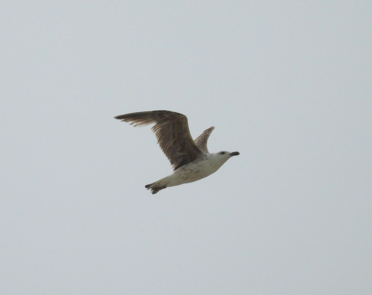 Great Black-backed Gull - Kimberly Snaric