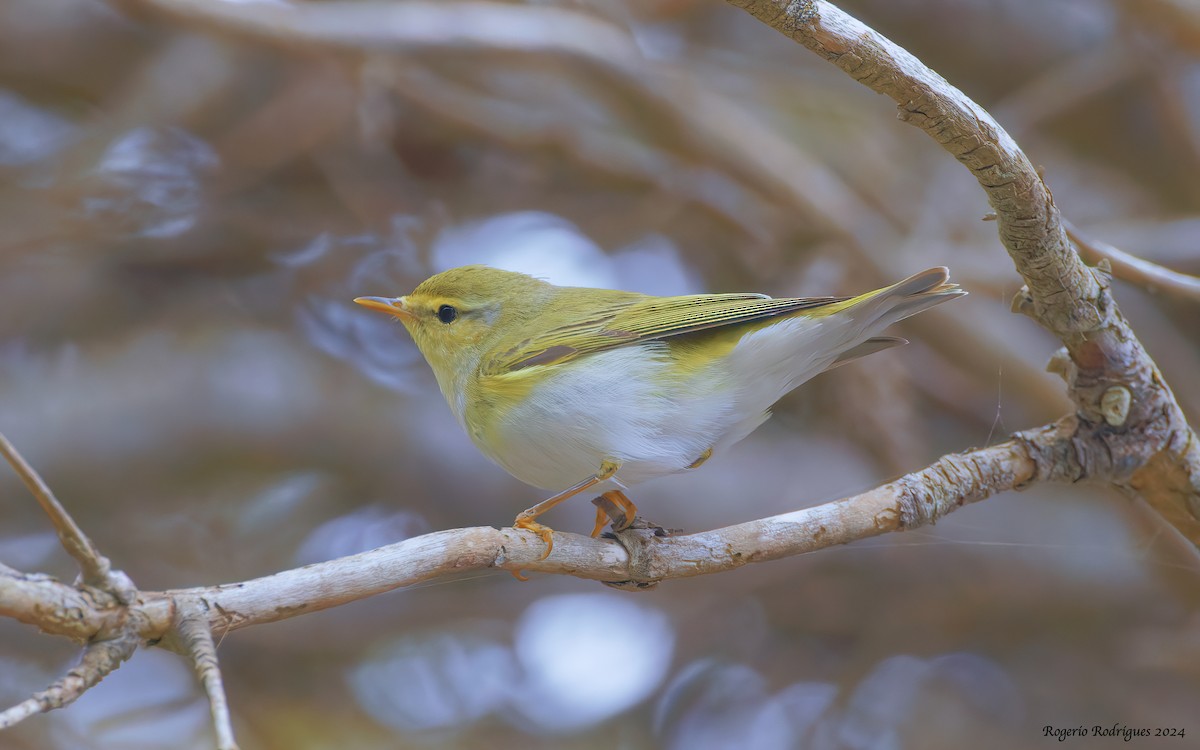 Wood Warbler - Rogério Rodrigues