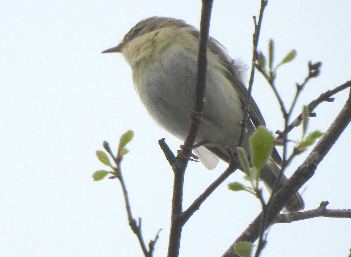 Willow Warbler - Vince Patton