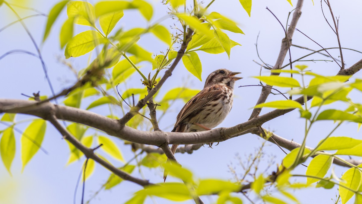 Song Sparrow - Brian Iadipaolo