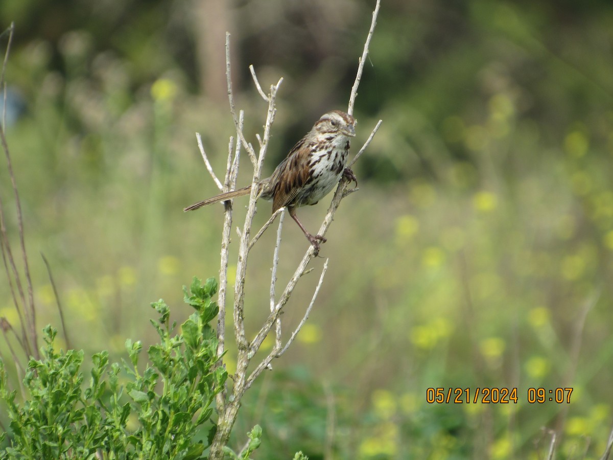 Song Sparrow - crdf bird