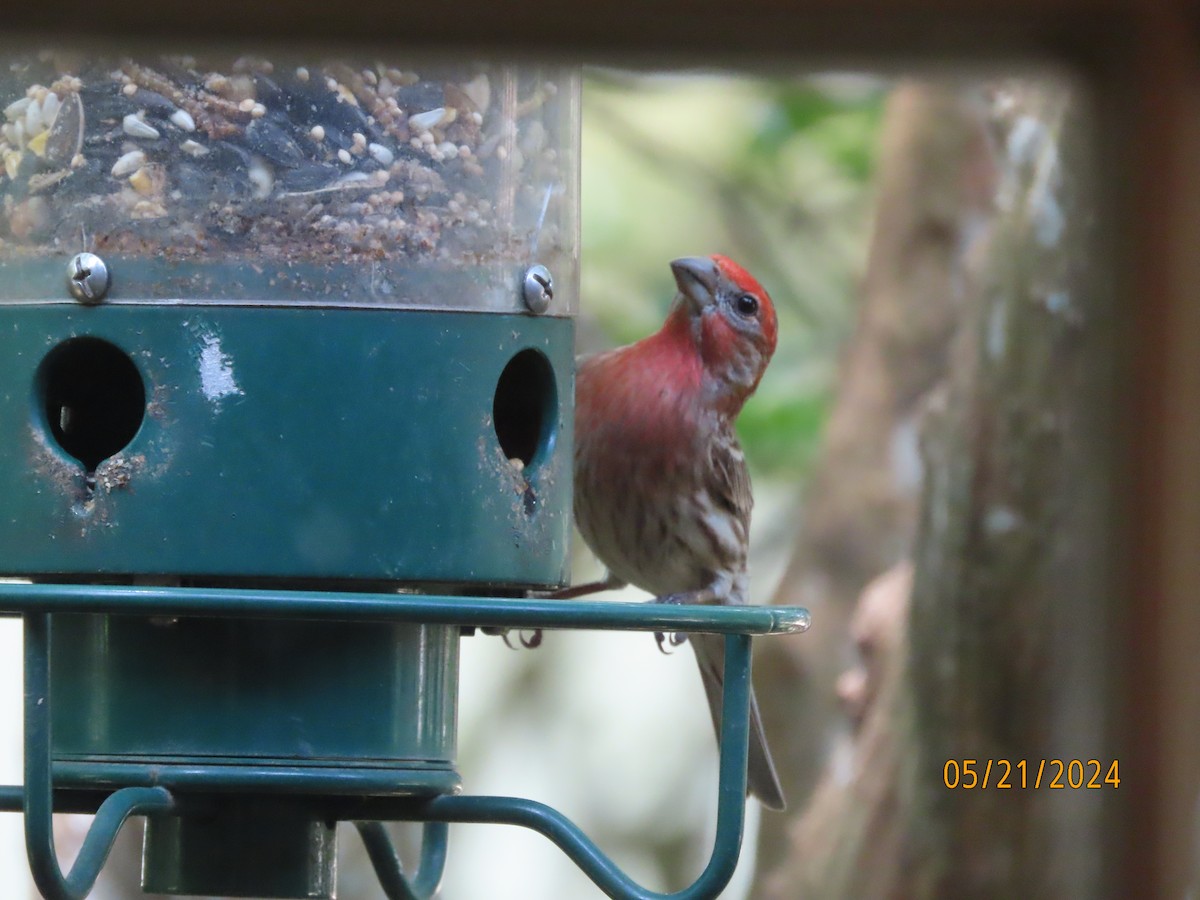 House Finch - Susan Leake