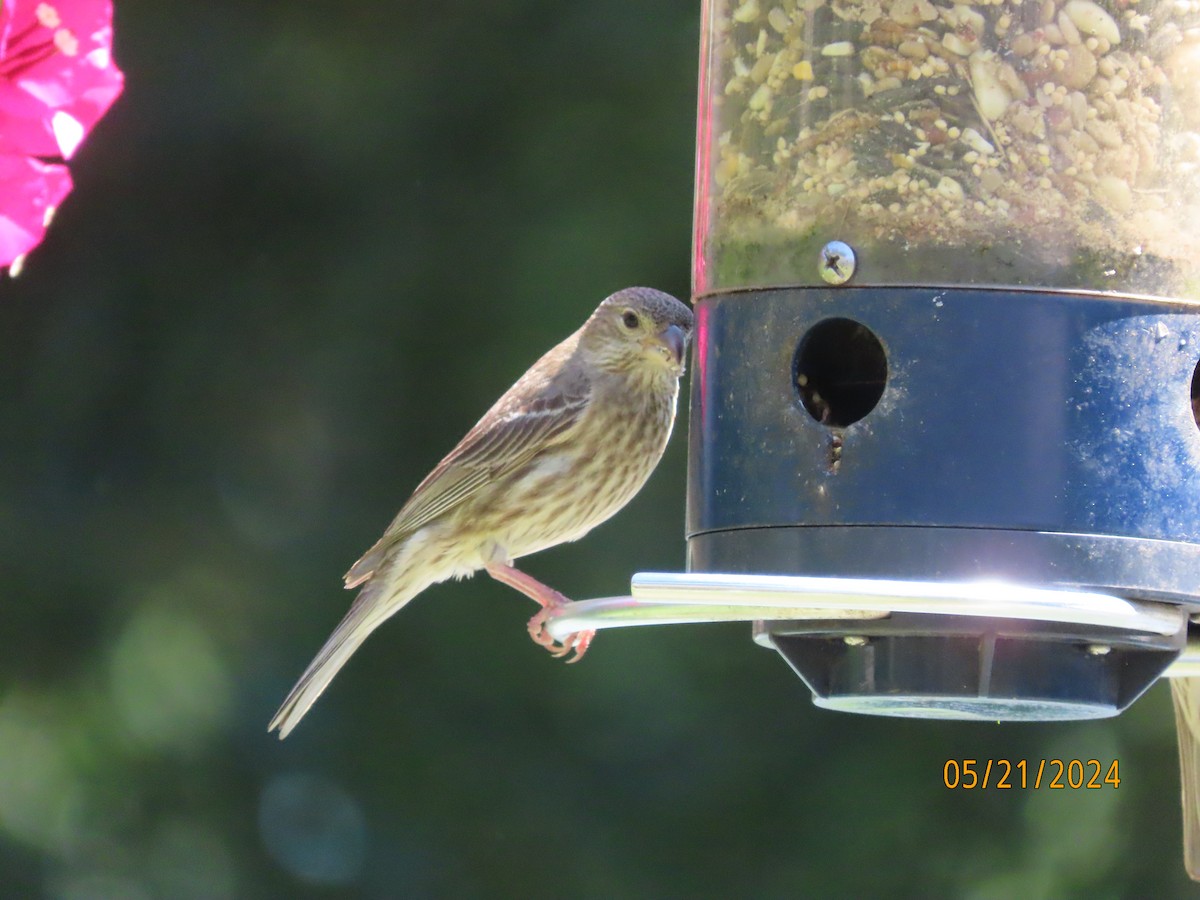 House Finch - Susan Leake